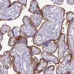Atlas Antibodies Anti-ALPI Antibody