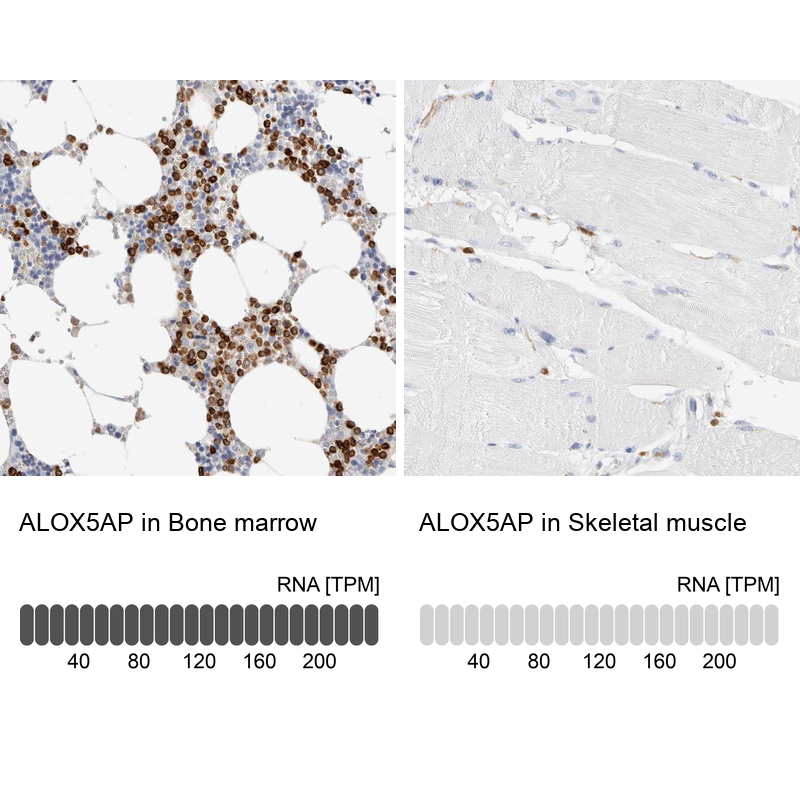 Atlas Antibodies Anti-ALOX5AP Antibody