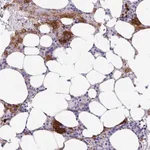 Merck Anti-ESPNL antibody produced in rabbit