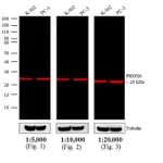 Thermo Fisher Scientific Donkey anti-Rabbit IgG (H+L) Cross-Adsorbed Secondary Antibody, DyLight 680