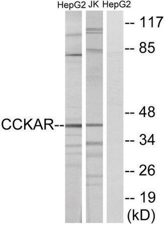 Merck Anti-CCKAR antibody produced in rabbit