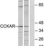 Merck Anti-CCKAR antibody produced in rabbit