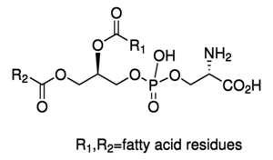 Merck L-A-PHOSPHATIDYL-SERINE FROM SOYBEAN