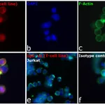 Thermo Fisher Scientific F(ab`)2-Goat anti-Human IgG, IgM, IgA (H+L) Secondary Antibody, TRITC