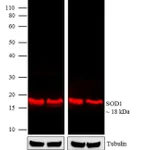 Thermo Fisher Scientific Rabbit anti-Mouse IgG (H+L) Cross-Adsorbed Secondary Antibody, DyLight 680