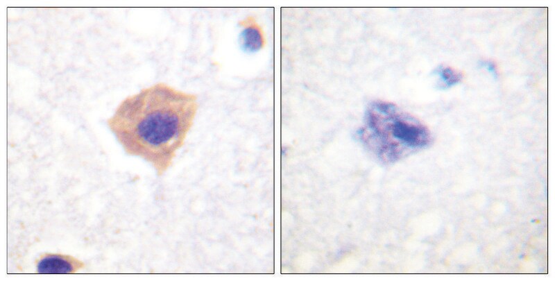 Merck Anti-Catalase antibody produced in rabbit