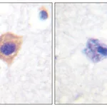 Merck Anti-Catalase antibody produced in rabbit
