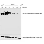 Thermo Fisher Scientific Donkey anti-Sheep IgG (H+L) Secondary Antibody, HRP