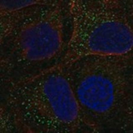 Merck Anti-TDGF1 antibody produced in rabbit
