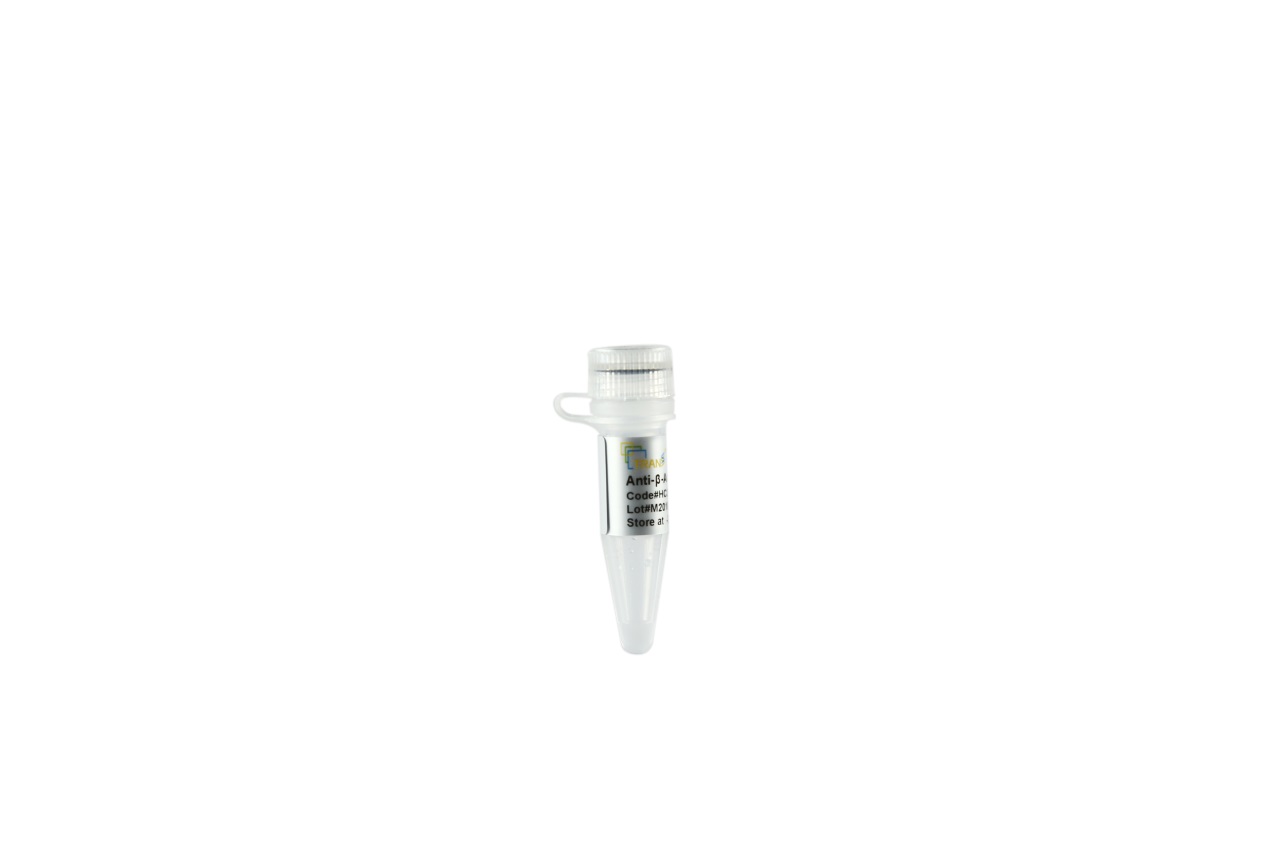 ProteinFind® Anti-β-Actin Mouse Monoclonal Antibody