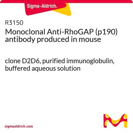 Merck Monoclonal Anti-RhoGAP (p190) antibody produced in mouse