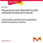 Merck Monoclonal Anti-RhoGAP (p190) antibody produced in mouse