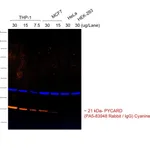 Thermo Fisher Scientific Goat anti-Rabbit IgG (H+L) Cross-Adsorbed Secondary Antibody, Cyanine3