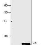 Thermo Fisher Scientific Human IL-2 Recombinant Protein