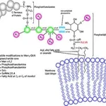Merck PHOSPHOLIPASE C, PHOSPHATIDYLINOSITOL- S