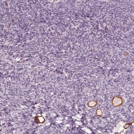 Merck Anti-ZP4 antibody produced in rabbit