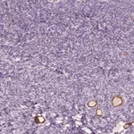 Merck Anti-ZP4 antibody produced in rabbit