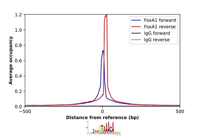 Merck Anti-FOXA1 antibody produced in rabbit