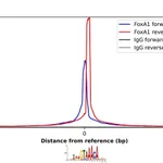 Merck Anti-FOXA1 antibody produced in rabbit
