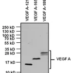Thermo Fisher Scientific Goat anti-Mouse IgG Fc Secondary Antibody, HRP