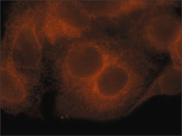 Merck Anti-SEL1L (N-terminal) antibody produced in rabbit