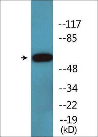 Merck Anti-phospho-Cortactin (pTyr421) antibody produced in rabbit