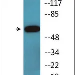 Merck Anti-phospho-Cortactin (pTyr421) antibody produced in rabbit