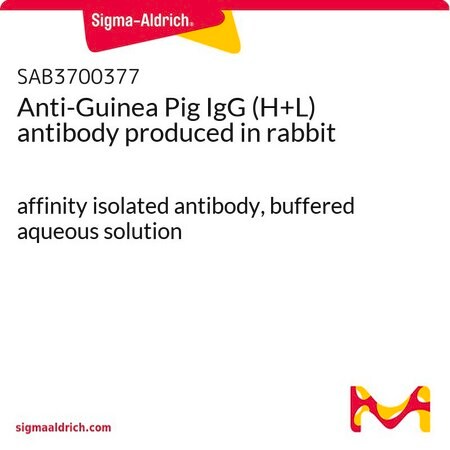 Merck Anti-Guinea Pig IgG (H+L) antibody produced in rabbit