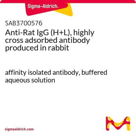 Merck Anti-Rat IgG (H+L), highly cross adsorbed antibody produced in rabbit