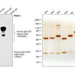 Thermo Fisher Scientific Rabbit anti-Goat IgG F(ab`)2 Secondary Antibody, HRP