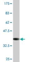 Merck MONOCLONAL ANTI-ATP1B2