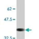 Merck MONOCLONAL ANTI-ATP1B2