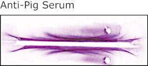 Merck RABBIT ANTI-PIG WHOLE SERUM