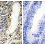 Merck Anti-TNFA antibody produced in rabbit