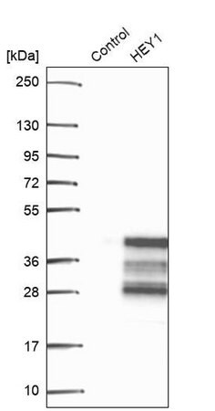 Merck Anti-HEY1 antibody produced in rabbit