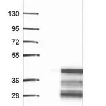 Merck Anti-HEY1 antibody produced in rabbit