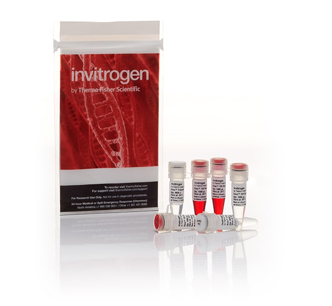 Thermo Fisher Scientific Anza 5 BamHI, 8000 units