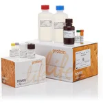 Thermo Fisher Scientific APO BrdU (TUNEL) Kit