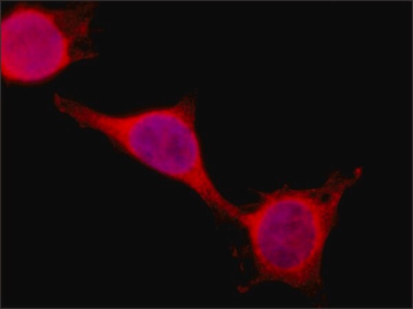 Merck Anti-PSPC1 (C-terminal) antibody produced in rabbit