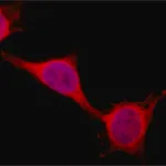 Merck Anti-PSPC1 (C-terminal) antibody produced in rabbit