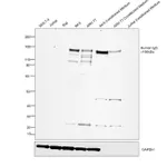 Thermo Fisher Scientific Rabbit anti-Human IgG (H+L) Secondary Antibody, HRP