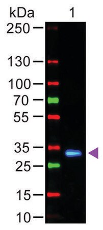 Merck Anti-Human IgG (Fc specific), F(ab')2 fragment, highly cross adsorbed-Fluorescein antibody produced in goat
