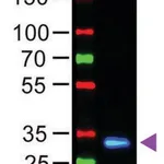 Merck Anti-Human IgG (Fc specific), F(ab')2 fragment, highly cross adsorbed-Fluorescein antibody produced in goat