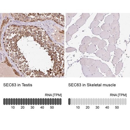 Merck Anti-SEC63 antibody produced in rabbit