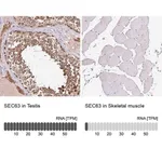 Merck Anti-SEC63 antibody produced in rabbit
