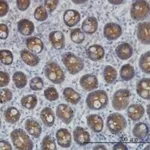 Merck MONOCLONAL ANTI-KRT4