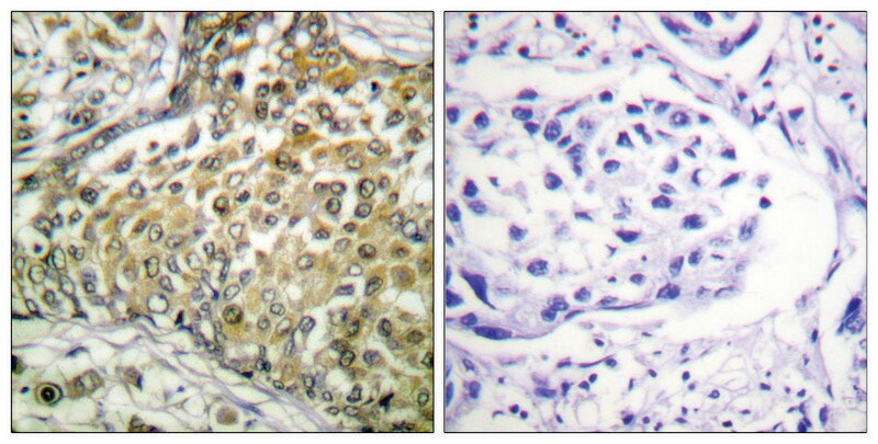 Merck Anti-p53 (Acetyl-Lys379), C-Terminal antibody produced in rabbit