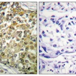 Merck Anti-p53 (Acetyl-Lys379), C-Terminal antibody produced in rabbit