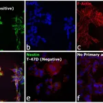 Thermo Fisher Scientific F(ab`)2-Goat anti-Mouse IgG (H+L) Cross-Adsorbed Secondary Antibody, Alexa Fluor 568