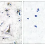 Merck Anti-PGP9.5 antibody produced in rabbit